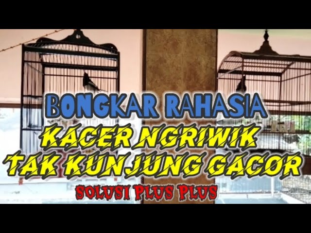 KACER Diam TAK KUNJUNG GACOR ][ MERAPAT blak blakan BONGKAR RAHASIA Rawatan DISINI ,,!!! class=