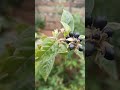 Belladonna atropa belladonna