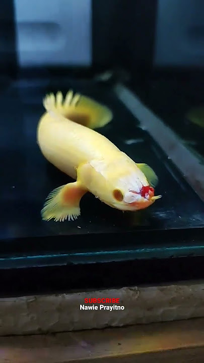 Ikan Palmas Kena Hajar Ikan Oscar. 😭 #aquariumpredator