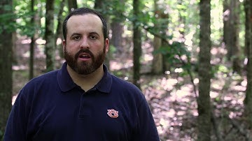 Management Minute - Basal Area