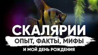 Факты и мифы о моих любимых аквариумных рыбах