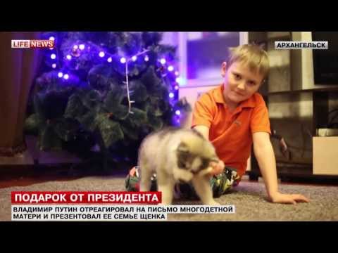 Президент России Владимир Путин подарил щенка хаски архангельской многодетной семье