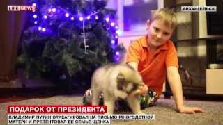 Президент России Владимир Путин подарил щенка хаски архангельской многодетной семье