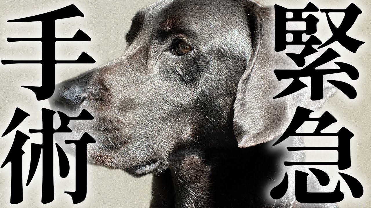 【ご報告】父、緊急手術することになり、ぼっちになった大型犬