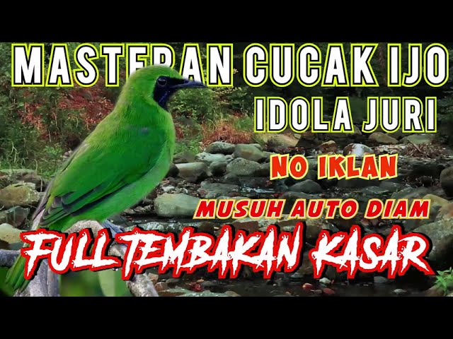 Masteran Cucak Ijo JUARA 🏆 Full Tembakan Kasar - tengkek buto - kapas tembak class=