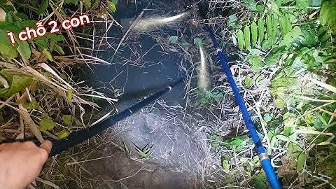 Nước tràn bờ chích trúng mánh cá lóc cá dầy cá trê trắng dưới mé sông | kích cá miền tây 