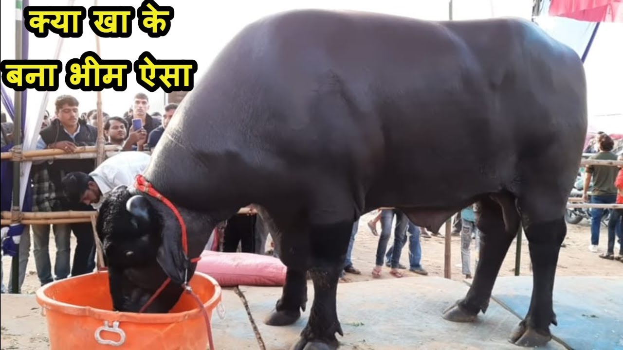 केसे बना भीम दुनिया का सबसे ताकतवर व मंहगा भैंसा / World Strongest Bhim Bull