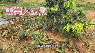 My friend took Xiao He to pick watermelons. There were guava litchi in the orchard. He packed them
