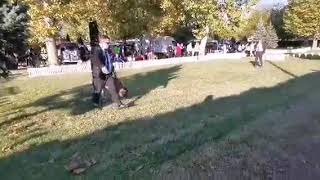 Junior European Winner 2019 Austria Top Grof Gazi Baba Volcanoes. Cac Cacib Bob Bog 2