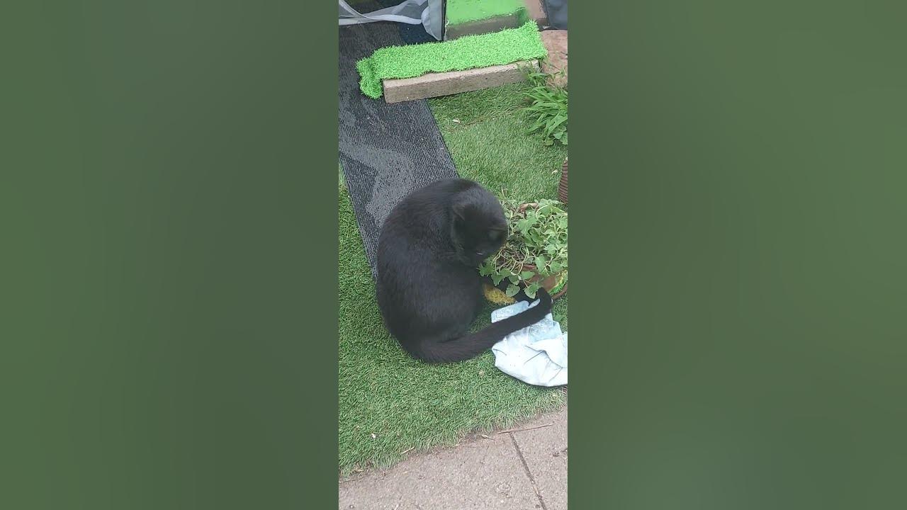 Irresistible Catnip Feral Kitten's Adorable Reaction! YouTube