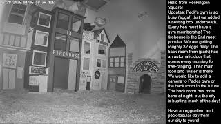 Peckington Square Chicken City Livestream 24/7 Cam