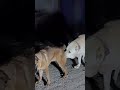 Training base between dog activities# 33