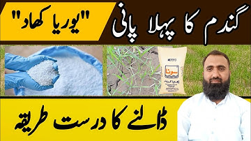 The Best method of Urea application in Wheat at first irrigation | Bilal Kanju Official
