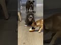 #еда #собаки #прикол #юмор #shortvideo