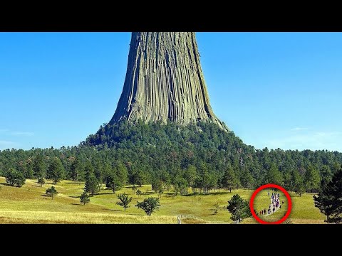Wideo: Najstarsze drzewo rosnące na naszej planecie