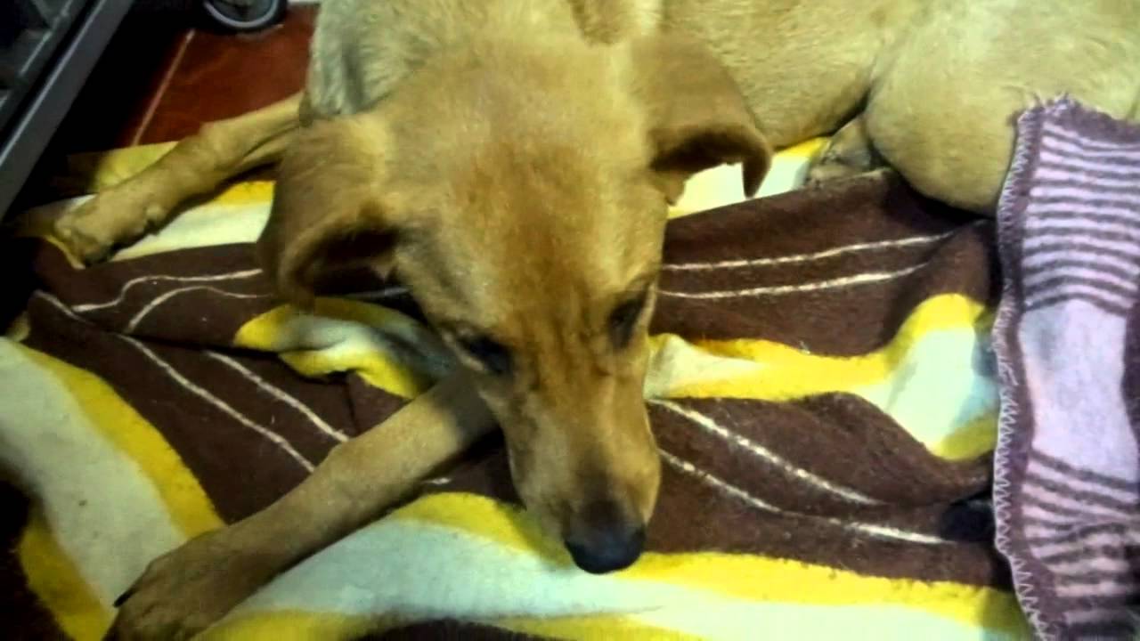 Каравелла-шен-перелом бедра,хвоста и крестец. - YouTube