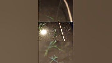 Cắm Câu CÁ LÓC ĐỒNG - Cù Lao Phước #fishing #shortsvideo #shorts