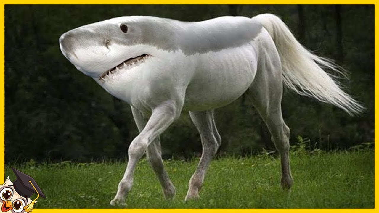 15 Animaux Qui Ont Donne Naissance A D autres Especes YouTube 15 animaux qui ont donne naissance a d autres especes youtube