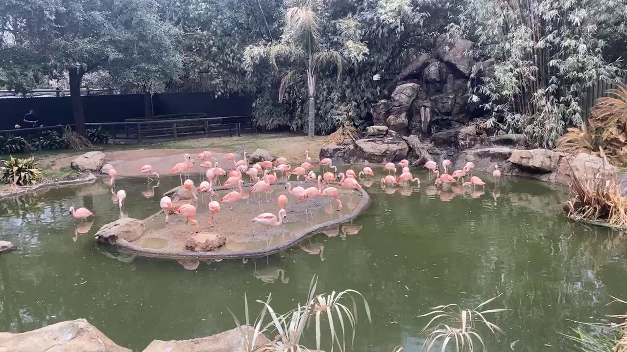 February 24 - Flamingo Flock