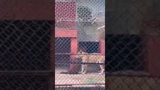 Goat attacks Lion and it only ends one way ?? animals animallover animalshorts animalsvideo