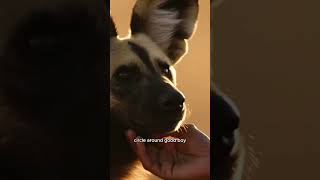 Man Plays with Baby Wild Dog at Sunset #WildDog #AnimalMoments #SunsetVibes #WildlifeConnection