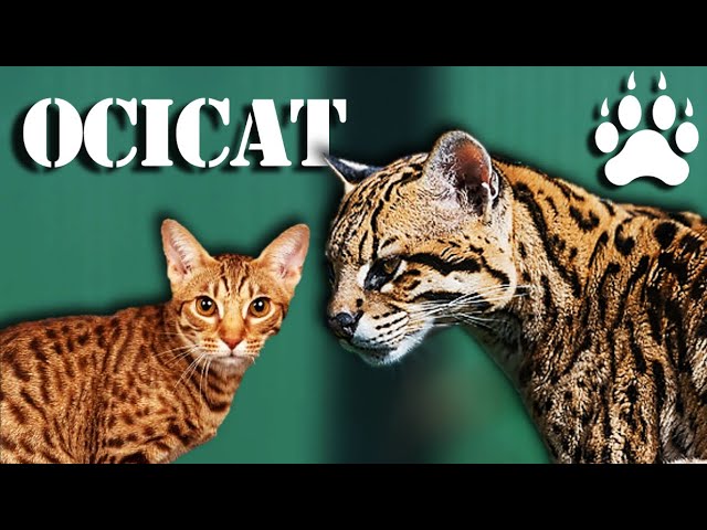 ocelot house cat