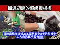 🔴  甜過初戀的超級毒楊梅!福建毒楊梅違規加工業防腐劑8千倍甜味劑工人自己都唔敢食!!!!｜日更頻道  #日更頻道