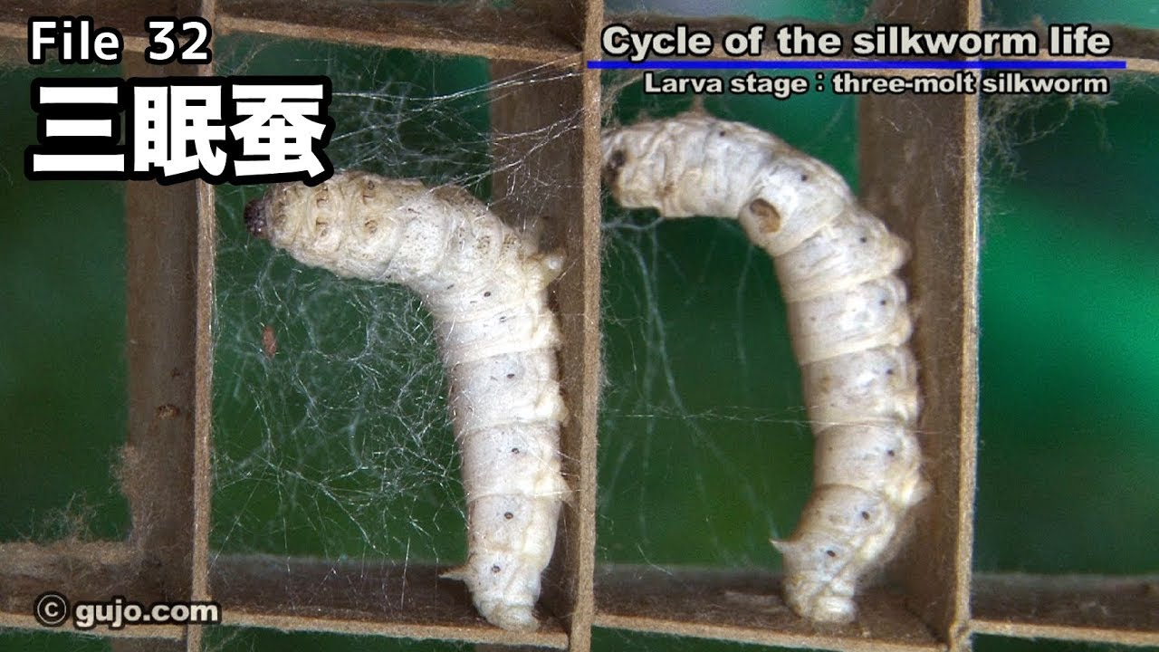 蚕の一生】Cycle of the silkworm life 32/33 三眠蚕 - YouTube