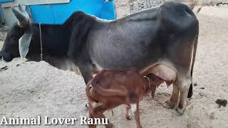 A Mother Cow Giving Birth To Her Calf| The Calving Process| Family Cow About To Give Birth|Cow Birth
