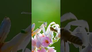 Insects with Superpowers: Praying Mantis Facts #Shorts #animals #wildlife #koala #nature #zoo
