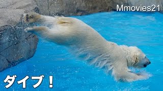 Polar Bears are playing 遊びまくった春の日 ホッキョクグマ親子