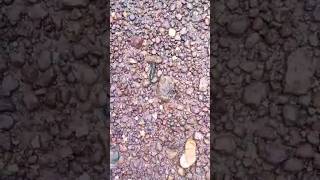 Millipede😱😱😮 #millipede #viral #insect #trending #video #shortvideo #youtube #new #shorts