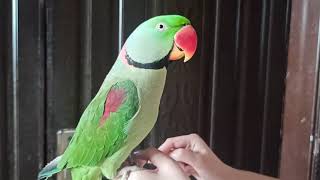 Raw Parrot Talking Like a CAT...Funny Video|| Meow Meow