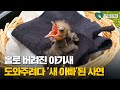 홀로 버려진 아기새 도와주다가 '새 아빠' 돼버린 남자