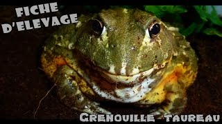 Grenouille Taureau Africaine / Renseignements - Elevage - Maintien de A à Z