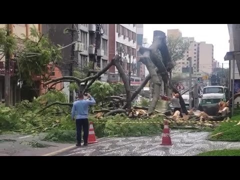 Chuva derruba árvore imune ao corte no centro de Curitiba