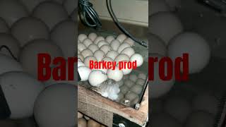 Barkey prod couveuse semi automatique de 300 œufs