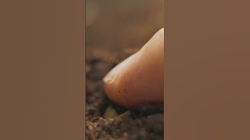 Unlocking the Potential: Seed Saving Guide