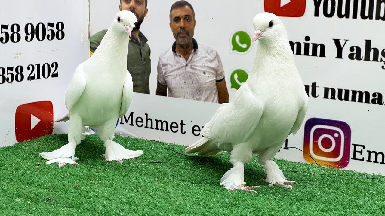 🔴 Canlı Mardin Oyun Kuşu Güvercin Mezatı | Emin Yahşi Canlı Mezat | #