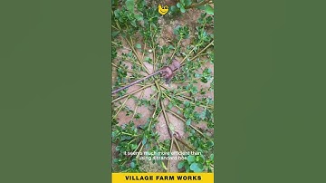 This Weeding Tool is a GAME CHANGER 🌱 Watch it work! #GardeningTools