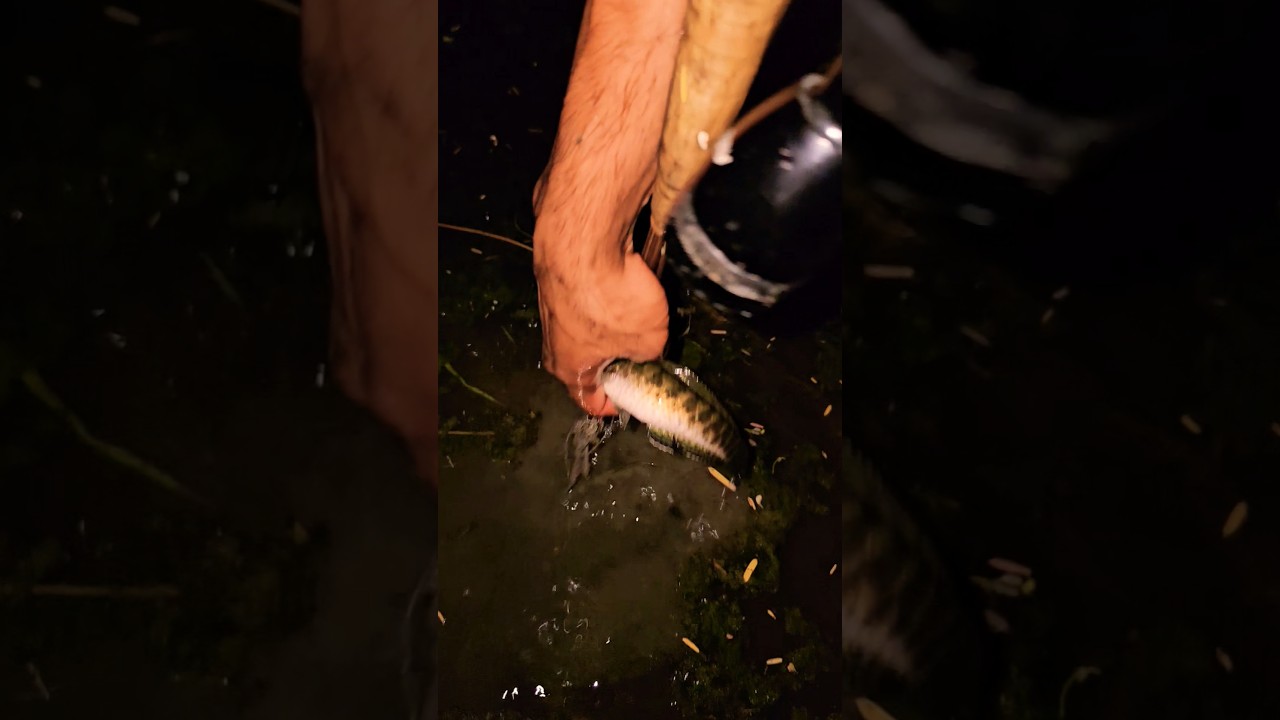 Amazing Night Fishing with Bamboo Spears | My Village Fishing Life