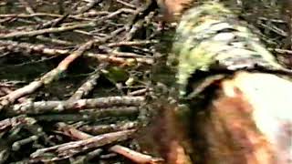 Raleo de Nothofagus pumilio en San Justo - Tierra del Fuego - Argentina Pablo Peri 1997