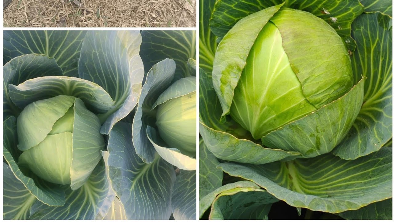 GS455 Advanta Golden seeds cabbage - YouTube