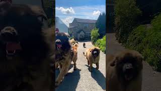 They love the freedom!❤ #dog #trending #giantbreed #leonberger