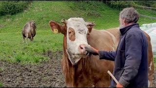 Austrieb der älteren Kühe 2022 - das letzte Mal aus dem alten Stall 🐮