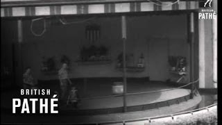 Famous St. Louis Zoo Chimps. (1952) Wealth
