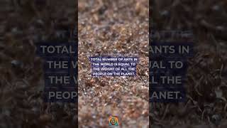 1 Million Ants for Every person #ants #animals #naturebypass
