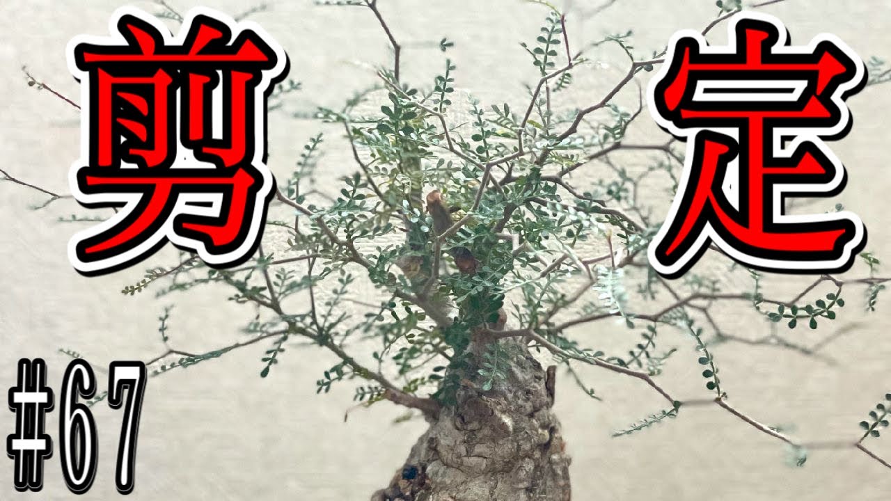 『塊根植物/コーデックス』オペルクリカリアパキプス　初めての剪定