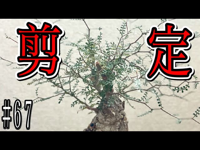 『塊根植物/コーデックス』オペルクリカリアパキプス　初めての剪定