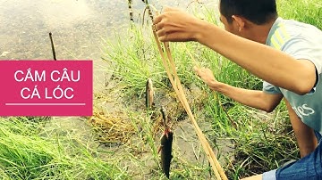 MGMienTay - CHÁO CÁ LÓC RAU ĐẮNG - TẬP 1 CẮM CÂU CÁ LÓC